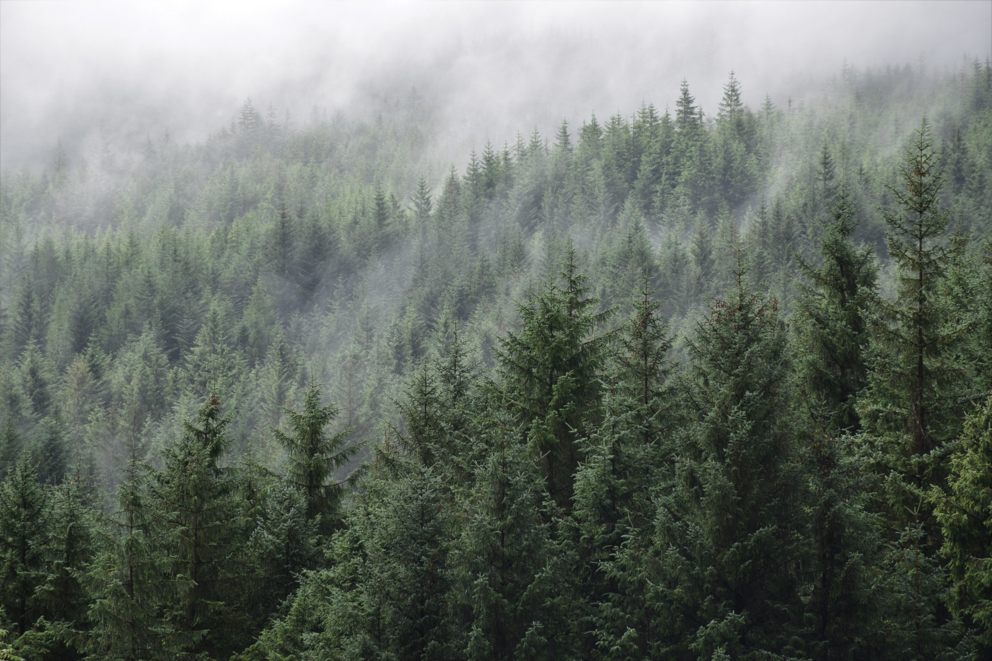 forest.jpg